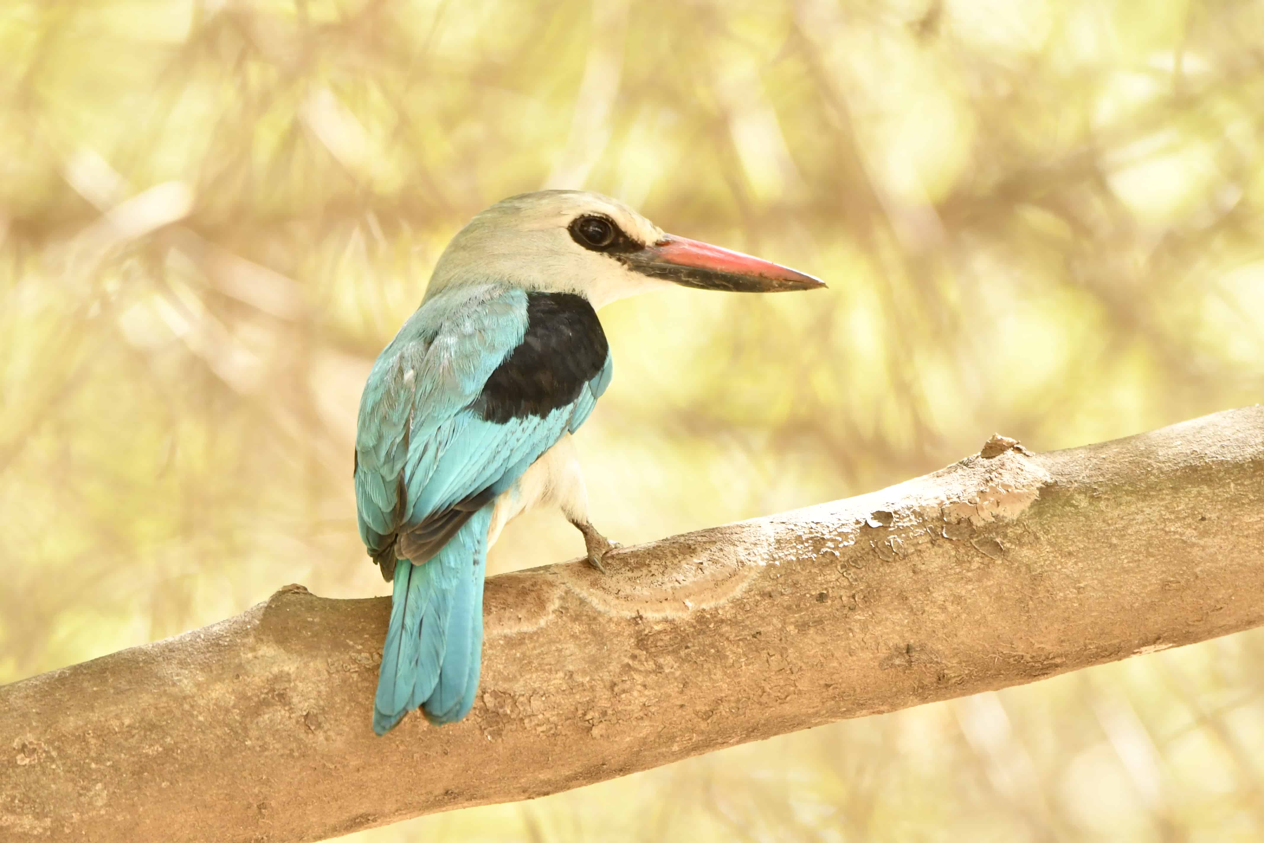 Birdwatcher's Paradise