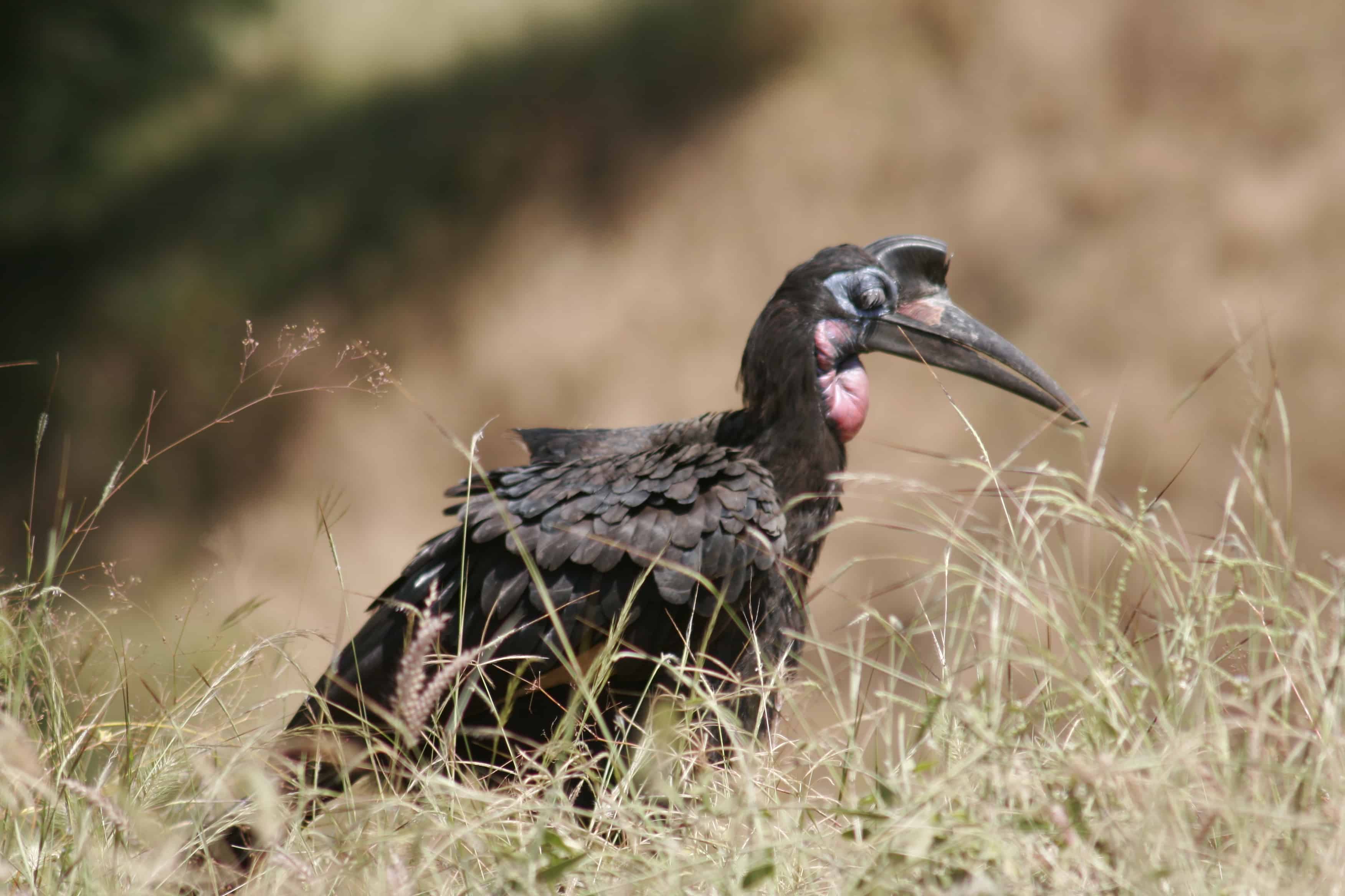Gambella National Safari