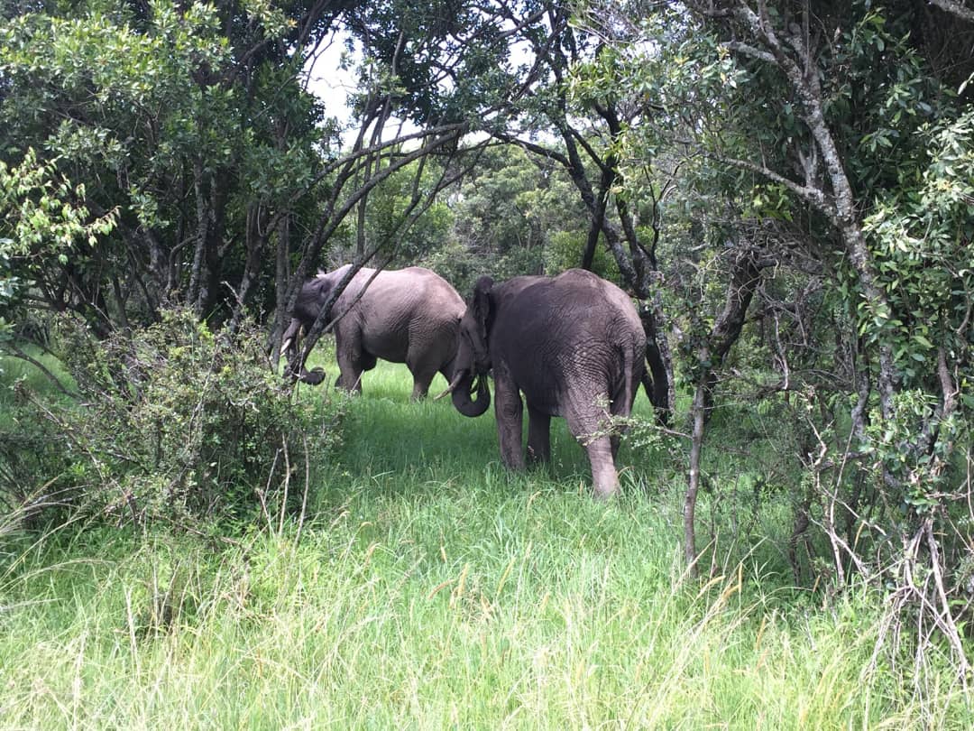 Kafta Shiraro Safari