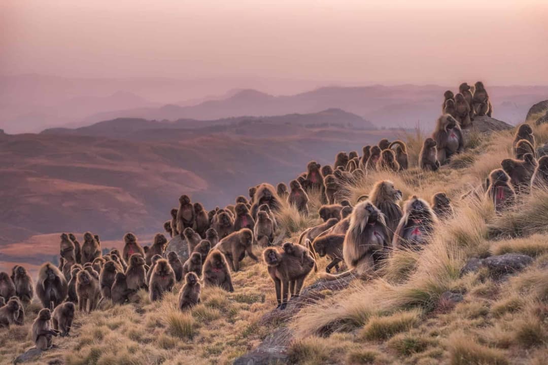 DAY 2: FLY TO GONDER, & DRIVE TO SIMIEN MOUNTAIN NATIONAL PARK